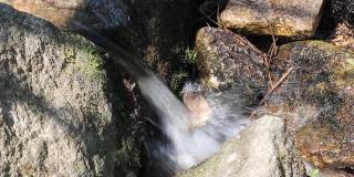 小溪小溪的水在森林录像