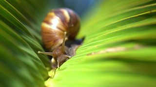 一只蜗牛在绿叶上慢慢爬行的特写镜头。视频素材模板下载