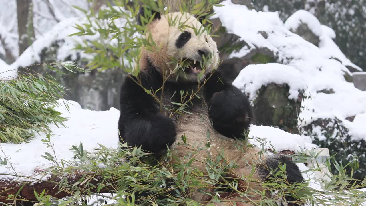 一只大熊猫在冬天吃竹子周围下雪。