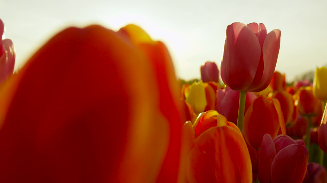 特写:夏日傍晚的阳光照射在荷兰乡村五彩缤纷的郁金香上。