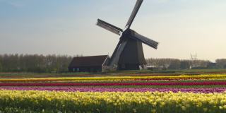 航拍:风车在阳光明媚的春天的荷兰乡村里旋转