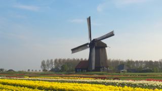 航拍:荷兰风车被五彩缤纷的郁金香田包围的风景。视频素材模板下载