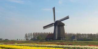航拍:荷兰风车被五彩缤纷的郁金香田包围的风景。