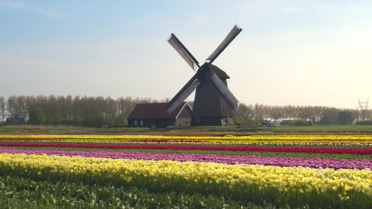 航拍:荷兰乡村郁金香盛开的田野风景。