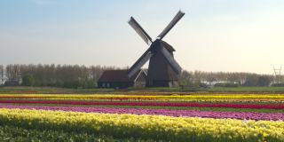 航拍:荷兰乡村郁金香盛开的田野风景。