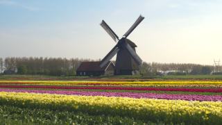 航拍:荷兰乡村郁金香盛开的田野风景。视频素材模板下载