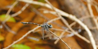 栖息在树枝上的棒尾蜻蜓。