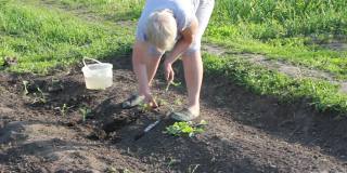 一位上了年纪的白人妇女穿着夏装在菜园里种着新鲜多汁的卷心菜幼苗。一个阳光明媚的日子的特写。有机食品的概念