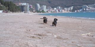 顽皮的小腊肠狗拿着木棍，朋友在阳光明媚的日子里沿着空旷的海滩对着城市跑