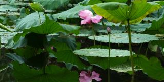 池塘里美丽的粉色荷花与水中的倒影，4k慢镜头。