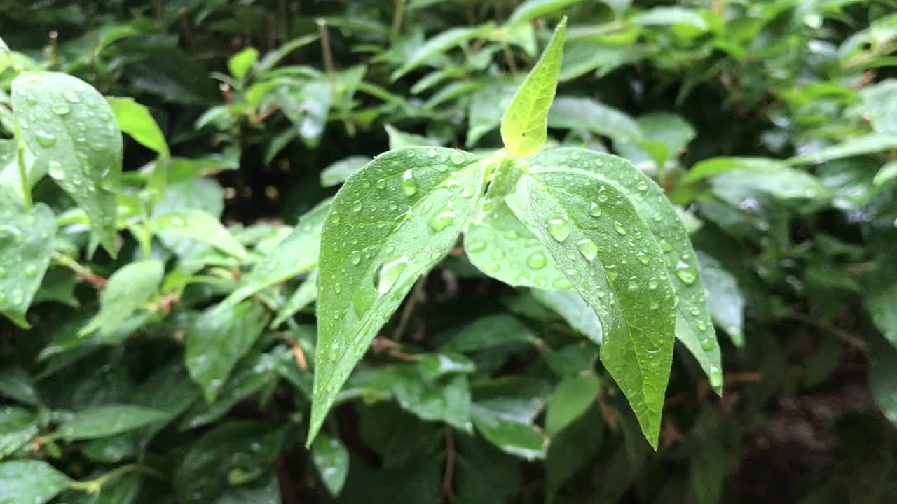 雨中的夏日灌木