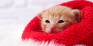 4 k。特写小情人姜小猫甜蜜地晒太阳，看着镜头在编织的红色帽子。柔软而舒适。圣诞节，家的舒适和新年假期，情人节的概念
