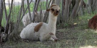 在炎热的夏天，棕色和白色毛茸茸的羊驼坐在树荫下，这种动物来自秘鲁，它的皮毛可以保护它免受恶劣天气和炎热的影响