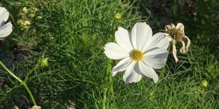 近距离观察花园中的白色宇宙花(Cosmos Bipinnatus)