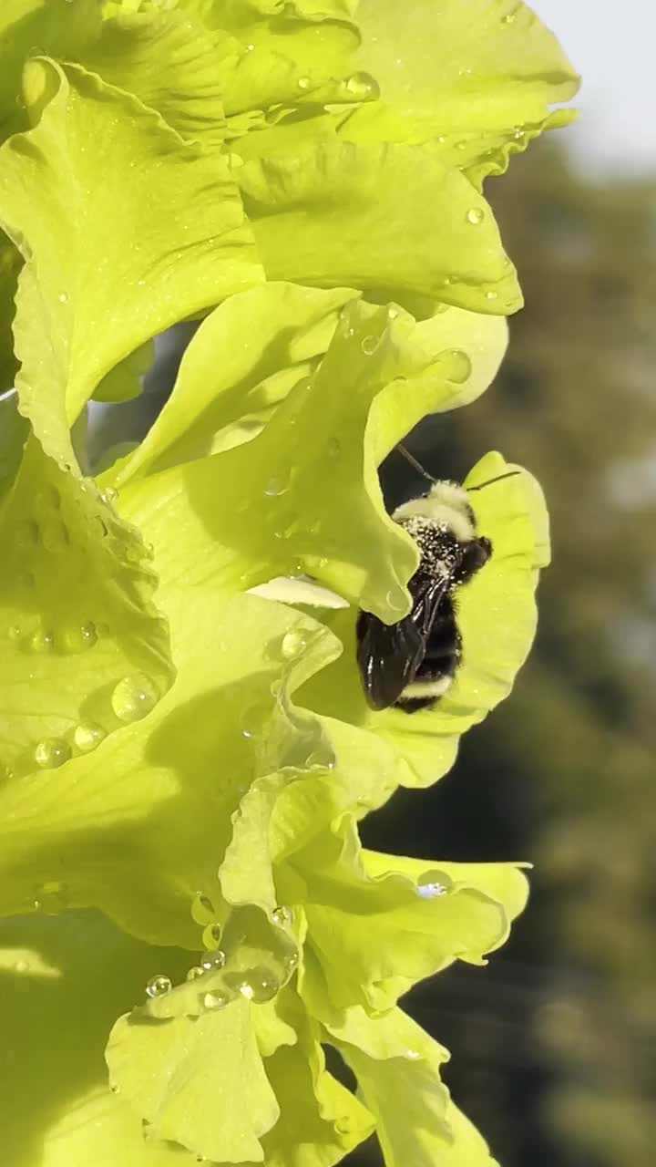 大黄蜂。在花