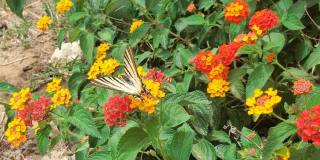 野生凤蝶在花草地上飞舞，昆虫动物野生