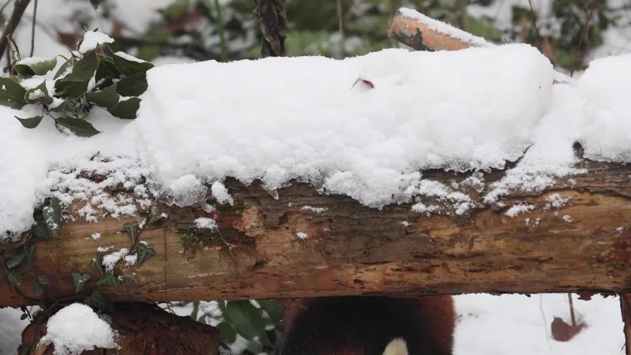 跟随小熊猫(Ailurus fulgens)在冬天的雪地里散步。