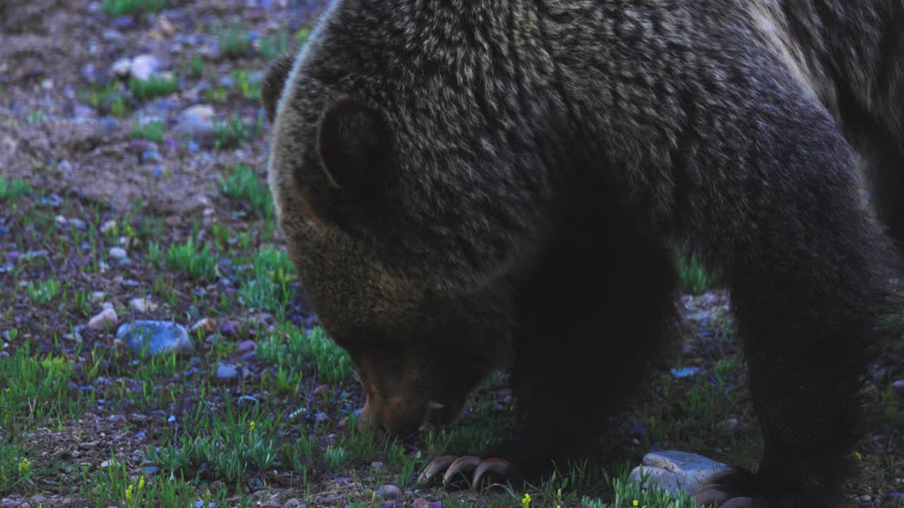 在大提顿国家公园觅食和散步的灰熊