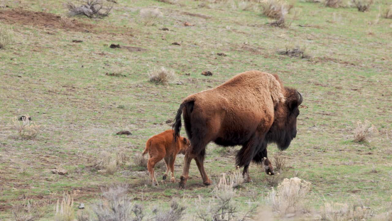 在黄石国家公园，小野牛跟在妈妈后面