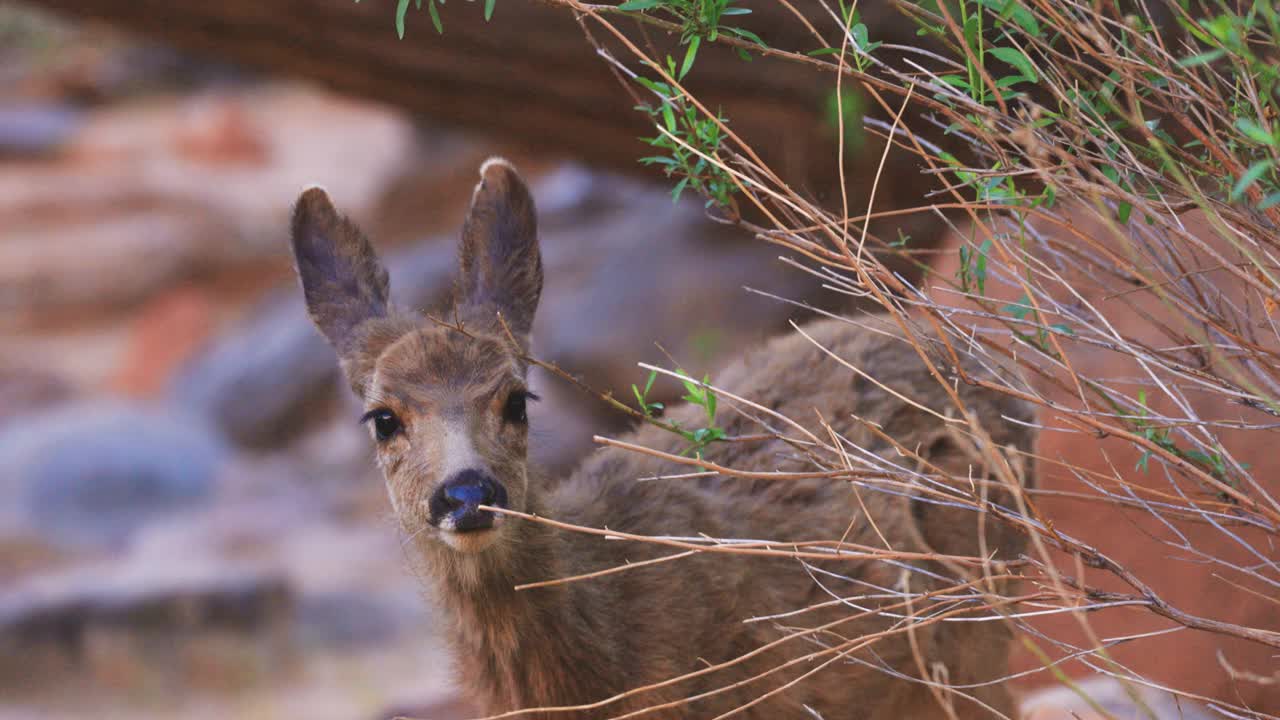 在犹他州锡安国家公园，小鹿在等待他的母亲