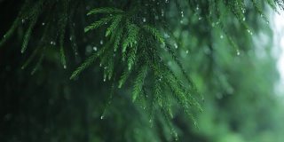冷杉树枝在雨中