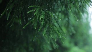 冷杉树枝在雨中视频素材模板下载