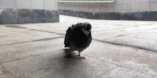 一只城市里的灰鸽子走在一个地下人行横道上