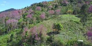 从空中拍摄越南岘港市的琅边山，樱花盛开