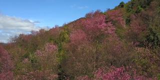 从空中拍摄越南岘港市的琅边山，樱花盛开