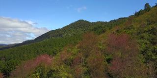 从空中拍摄越南岘港市的琅边山，樱花盛开