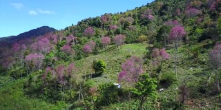 从空中拍摄越南岘港市的琅边山，樱花盛开