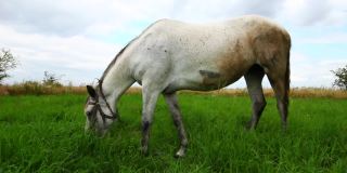 那匹白马在草地上吃草