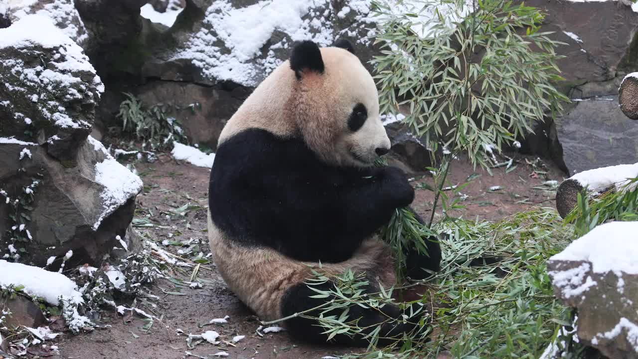 一只大熊猫在冬天吃竹子周围下雪。