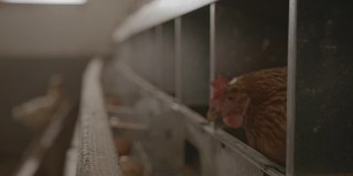 在产蛋鸡农场里的母鸡