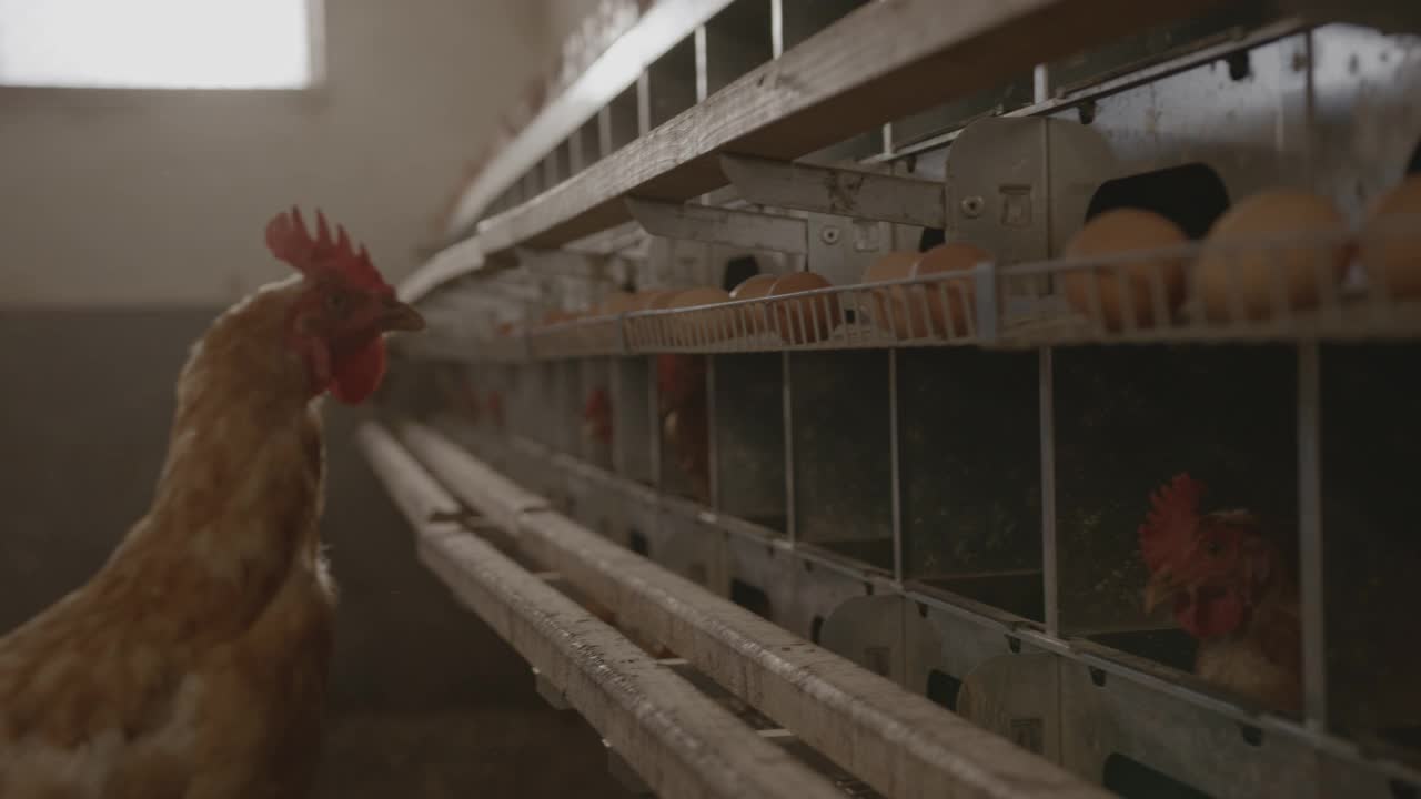 母鸡看着蛋养鸡场里的笼子