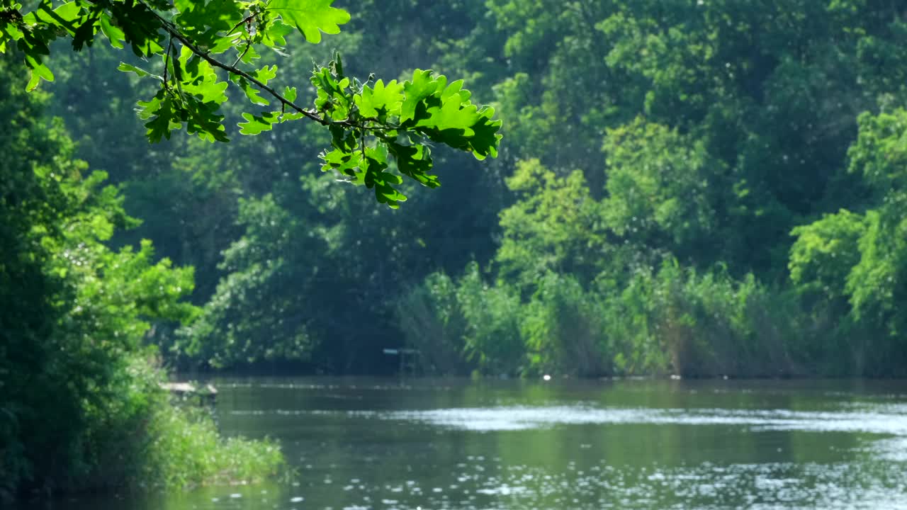 自然河流附近。树上的绿叶在风中摇曳，倒映在水中，阳光透过树叶闪耀。河水在早晨浮出水面。森林里的宁静和自然之美。景观