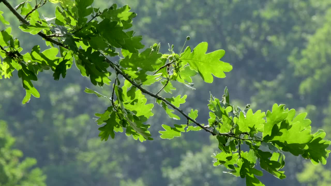 自然河流附近。树上的绿叶在风中摇曳，倒映在水中，阳光透过树叶闪耀。河水在早晨浮出水面。森林里的宁静和自然之美。景观