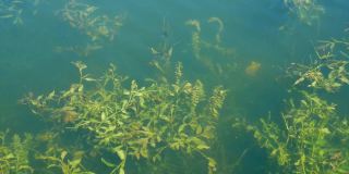 水下的海藻特写-靠近岸边的池塘，海湾