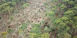 2021年6月10日，澳大利亚维多利亚州，一场风暴过后，布拉托附近一片森林被倒下的树木缓慢移动的航拍镜头。