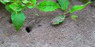 蚂蚁在花园里跑来跑去，特写