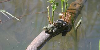 两只青蛙在水里的树枝上。
