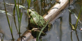 绿蛙(林蛙)在河中噼啪作响的求偶仪式。