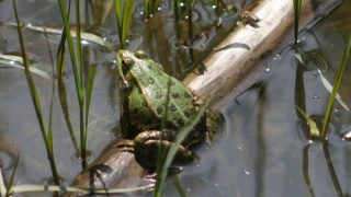 绿蛙(林蛙)在河中噼啪作响的求偶仪式。视频素材模板下载