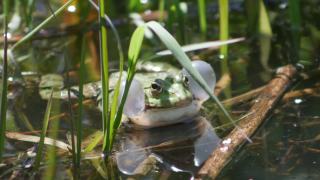 池塘中常见的水蛙带声泡泡。林蛙正在噼啪作响。视频素材模板下载
