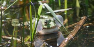 池塘中常见的水蛙带声泡泡。林蛙正在噼啪作响。