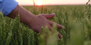 一个农民的手抚摸着一颗未熟的麦穗