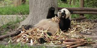 一只大熊猫正在吃竹子