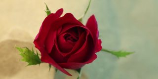 顶视图的盛开的红玫瑰是开放和关闭它的花瓣拍摄在时间流逝