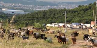牧群的绵羊和山羊在牧场和在远处的城市观古尔邦