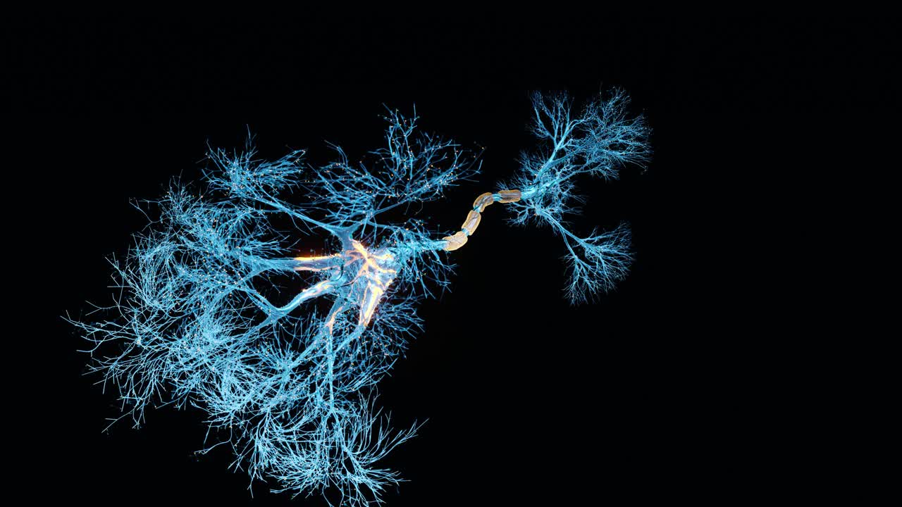 神经元的全息图